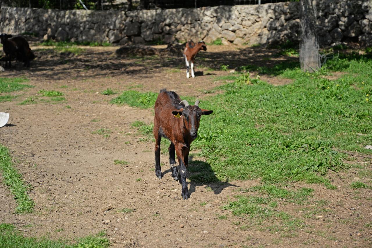 Hotel Finca - Agroturisme Sa Parellada Binibona Exterior foto